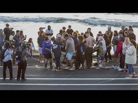Scientists: Beached whale found in Carlsbad was pregnant