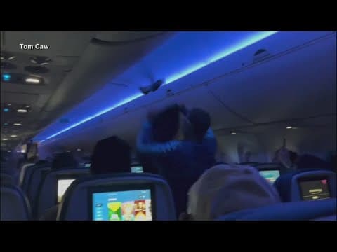 Pigeons cause chaos on Delta flight
