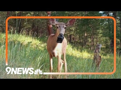 Wildlife workers rescue deer with rat trap stuck on mouth