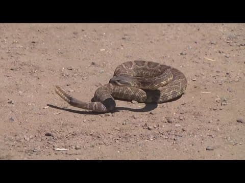 Here's the areas in San Diego County you're most likely to encounter a snake