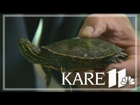 Minnesota bans commercial turtle trapping
