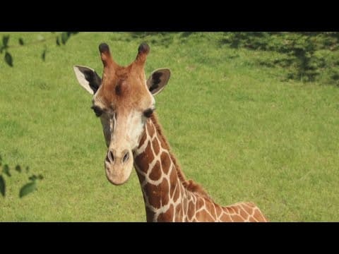 Private Louisiana zoo claims federal seizure of ailing giraffe wasn't justified