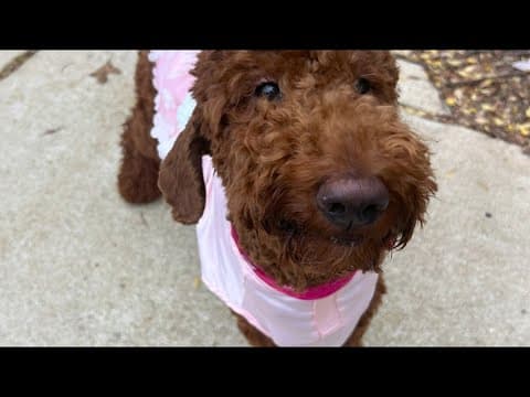 Couple offering $3K for dog that went missing after hit-and-run in Houston