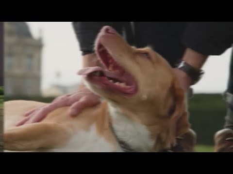 Researchers using AI to help you find the perfect pet match