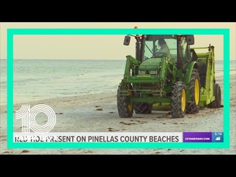 6,000 pounds of dead fish removed from Indian Rocks Beach amid red tide problem