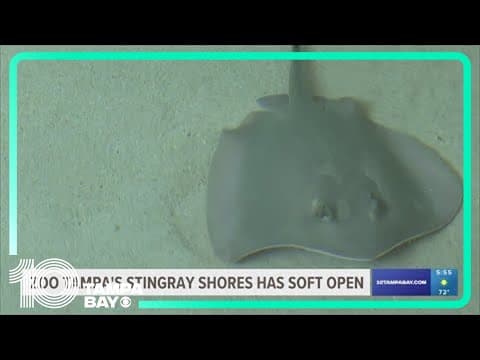 Get up close with stingrays at Zoo Tampa's Stingray Shores