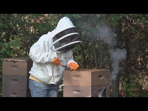 Spotted lanternflies impacting central Ohio honeybees