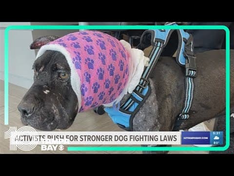 'Justice for Lacey': St. Pete activists call for stronger laws against dog fighting