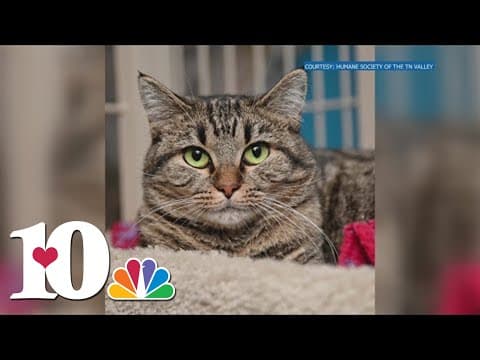 Animals up for adoption in East Tennessee