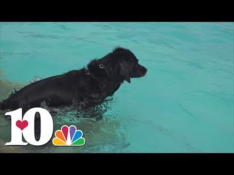 Dogs take a dip for local swim team in West Knoxville