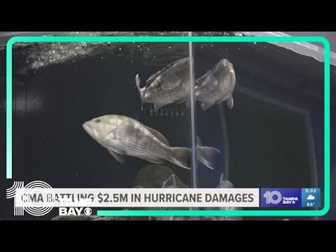 Clearwater Marine Aquarium seeking donations after suffering $2.5M in hurricane damages