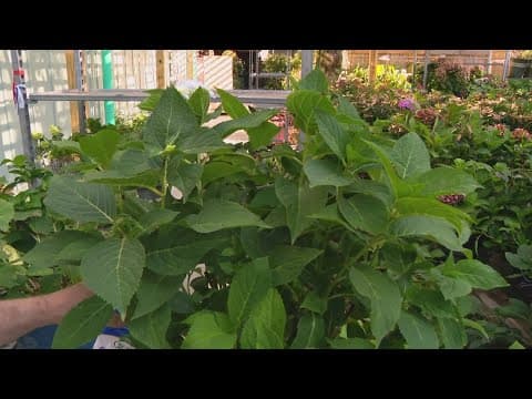 Pat Sullivan's tips on how to properly trim your plants