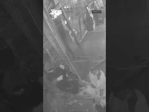 Video shows thieves smashing into Shawn Kemp's cannabis shop