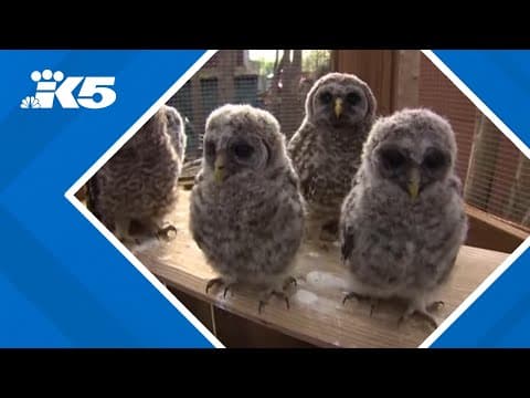 Lands Commissioner Hilary Franz pushes back on plans to kill non-native owls