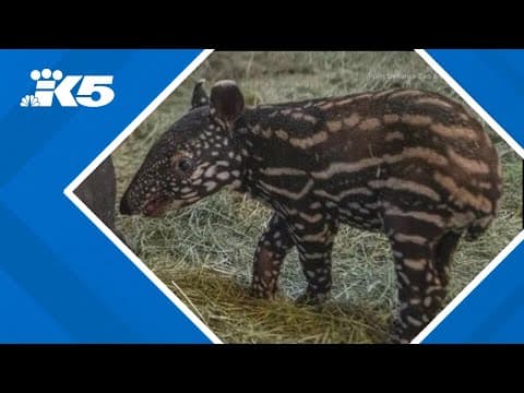 Point Defiance tapir baby's gender revealed
