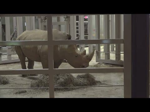 New rhino reserve to open at Zoo Knoxville, featuring Southern White Rhinos Mylo and Ranger