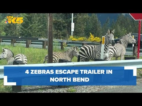 3 zebras captured, 1 loose after escaping trailer in North Bend near I-90