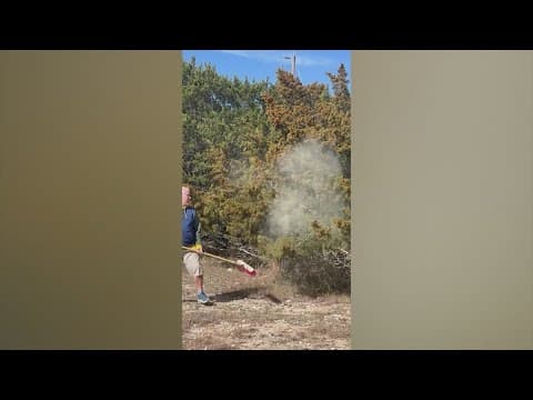 Cedar Fever peaking across Texas