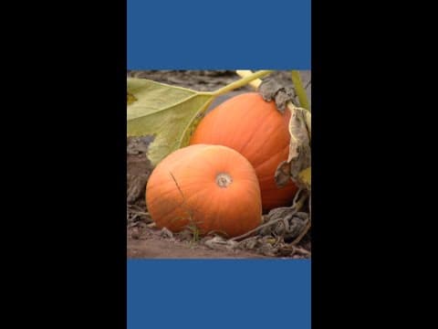 Finding good news at a pumpkin festival