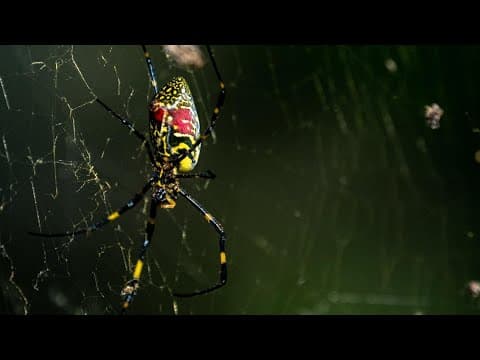 What to know about giant 'flying' venomous spiders