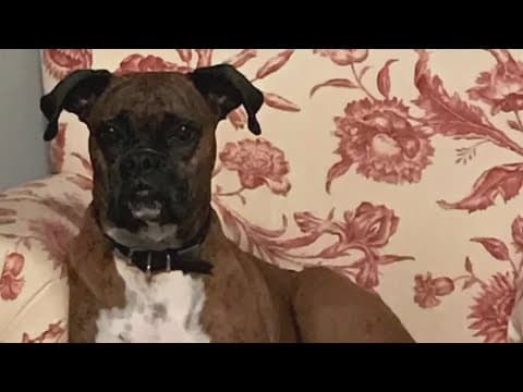 California woman facing felony charges after registering her dog to vote