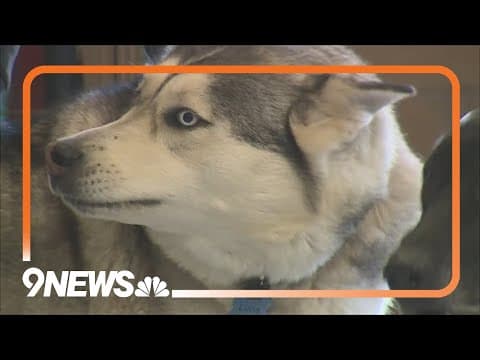 What to look for when boarding your dog in Denver