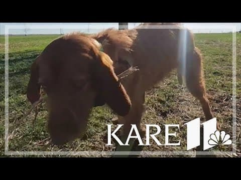 Family pulls dog out of tornado damage
