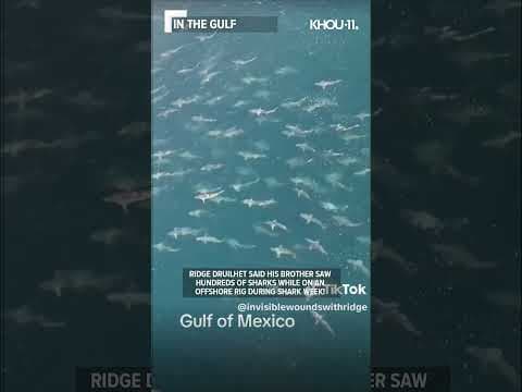 Hundreds of sharks spotted on Shark Week! #shorts