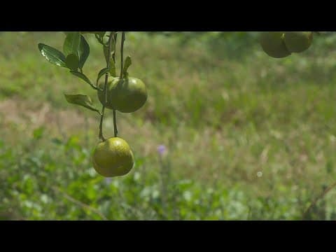 Farmers express concern about saltwater wedge