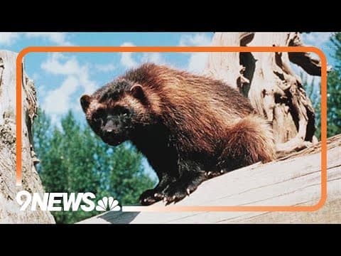 Officials might push to bring wolverines into Colorado