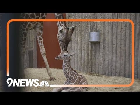 Baby giraffe born at Denver Zoo