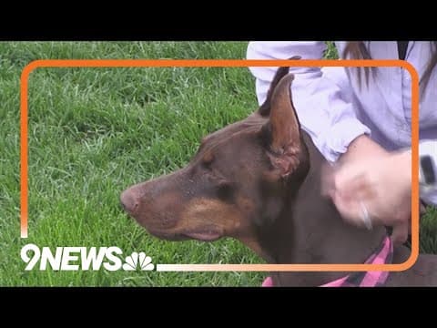 Show your pets some extra love for National Dog week