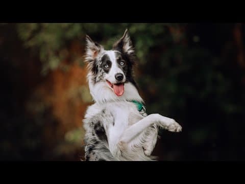 August is National Dog Month! Celebrate with celebrity dog trainer Chrissy Joy & her team of dogs, T