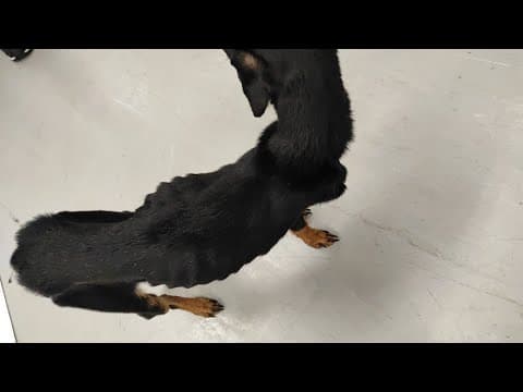 Starving dog found on side of Houston road