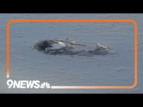 Frozen alligators found in Texas still alive