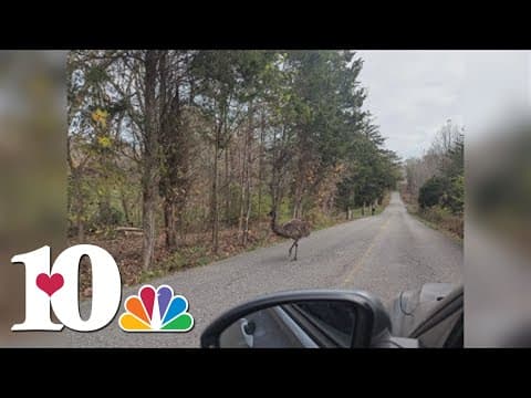 'I thought it was a turkey' | Emu spotted in South Knoxville found by owner