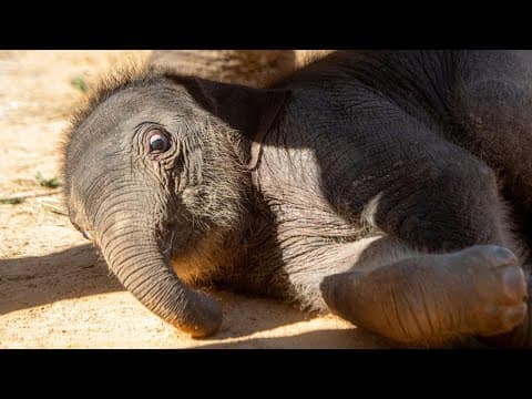 New video of Kirby, the loveable baby elephant at the Houston Zoo