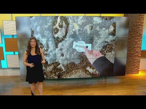 Cleaning up trash at beach during low tides | Working for Our Planet