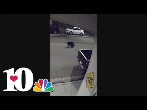 Black bear spotted wandering in Downtown Knoxville