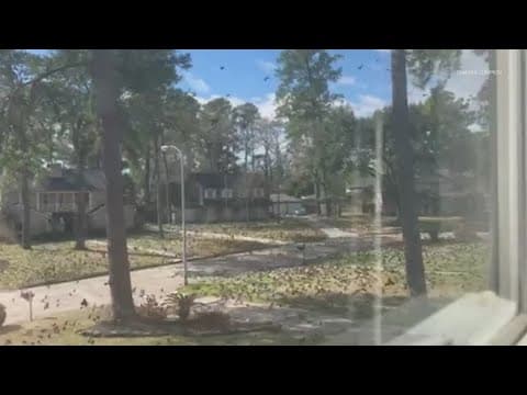 'The Birds!' Hundreds of starlings spotted north of Houston