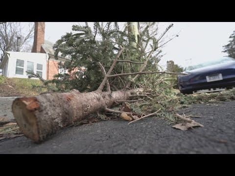 Used Christmas trees piling up on DC curbs