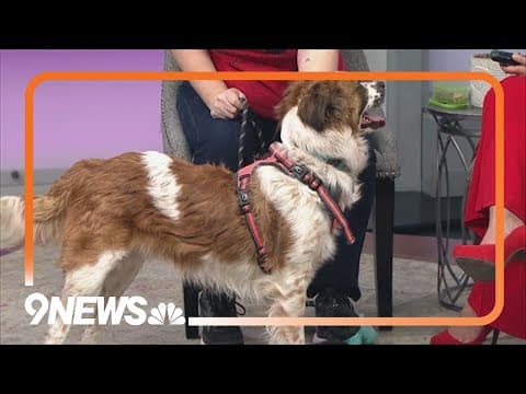 Petline9 | Amigo needs a forever home
