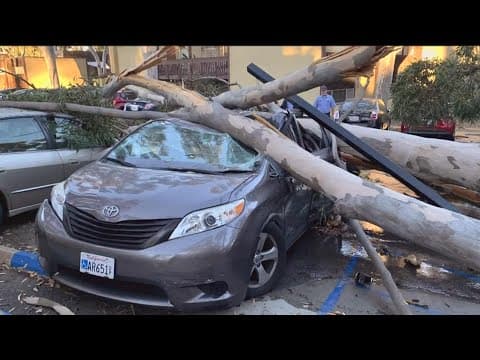 Falling eucalyptus trees posing danger to UCSD students and their families