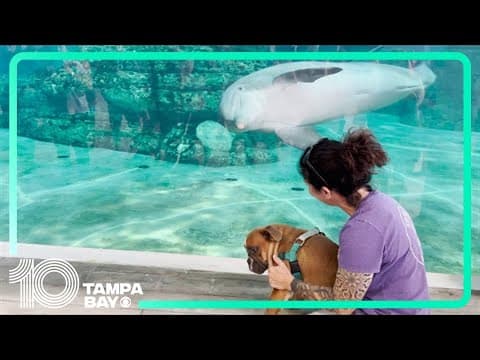 Special needs puppy checks off 'bucket list' item after meeting CMA dolphins
