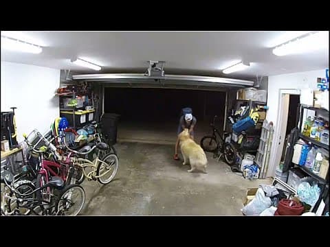 Surveillance video | A Golden Retriever distracts a bike thief