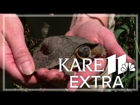 Think your life is hard? Try being a wood turtle