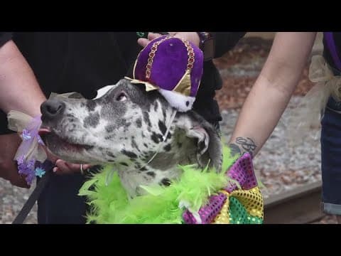 The history of the Mardi Growl parade