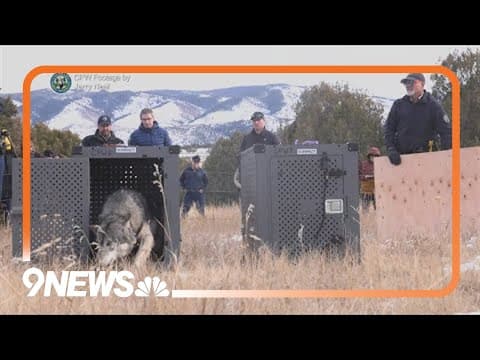 Colorado begins latest wolf capture efforts in British Columbia