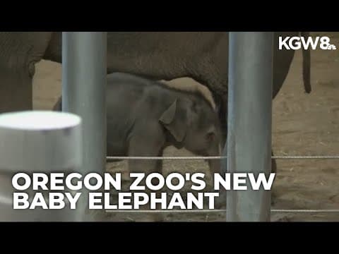 Oregon Zoo welcomes a new baby elephant