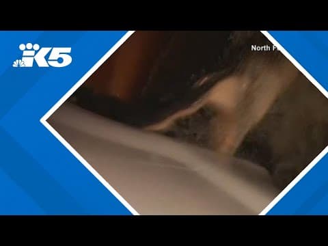 Video shows alligator attacking truck tire in Florida flood waters